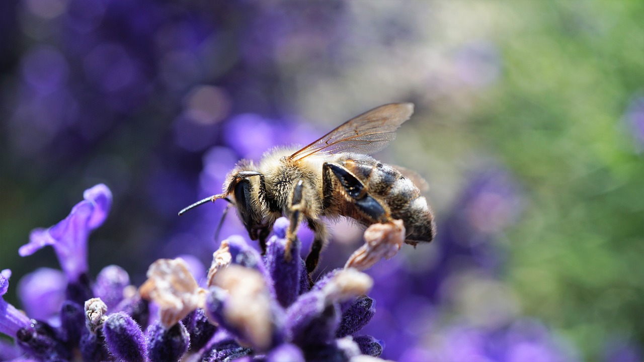 How Technology is Transforming Biodiversity Conservation